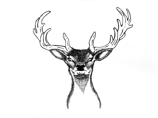 Zeichnung Hirsch
